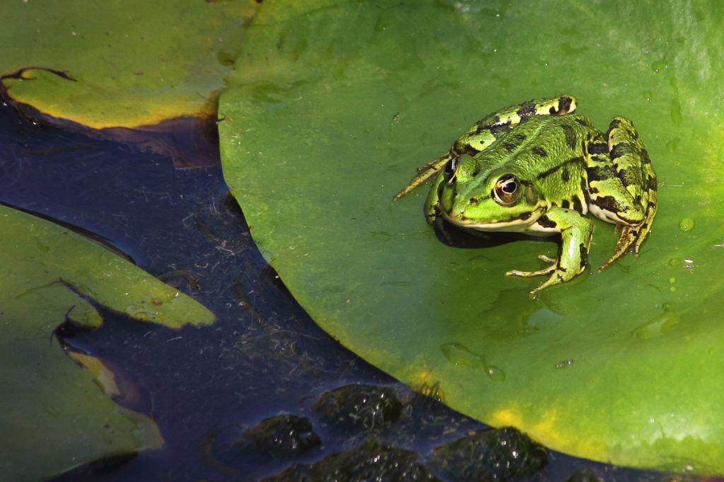 Identificazione - Pelophylax sp. (BA)