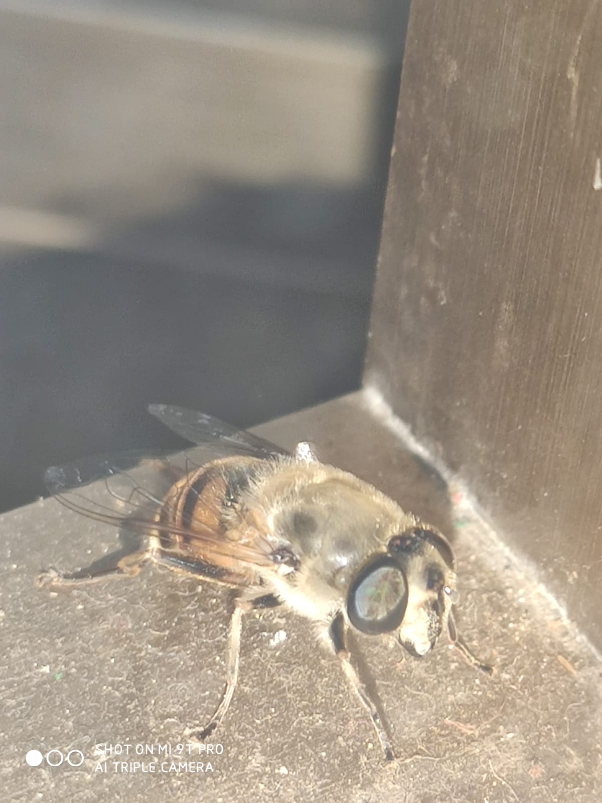 Syrphidae: Eristalis tenax (cfr.)