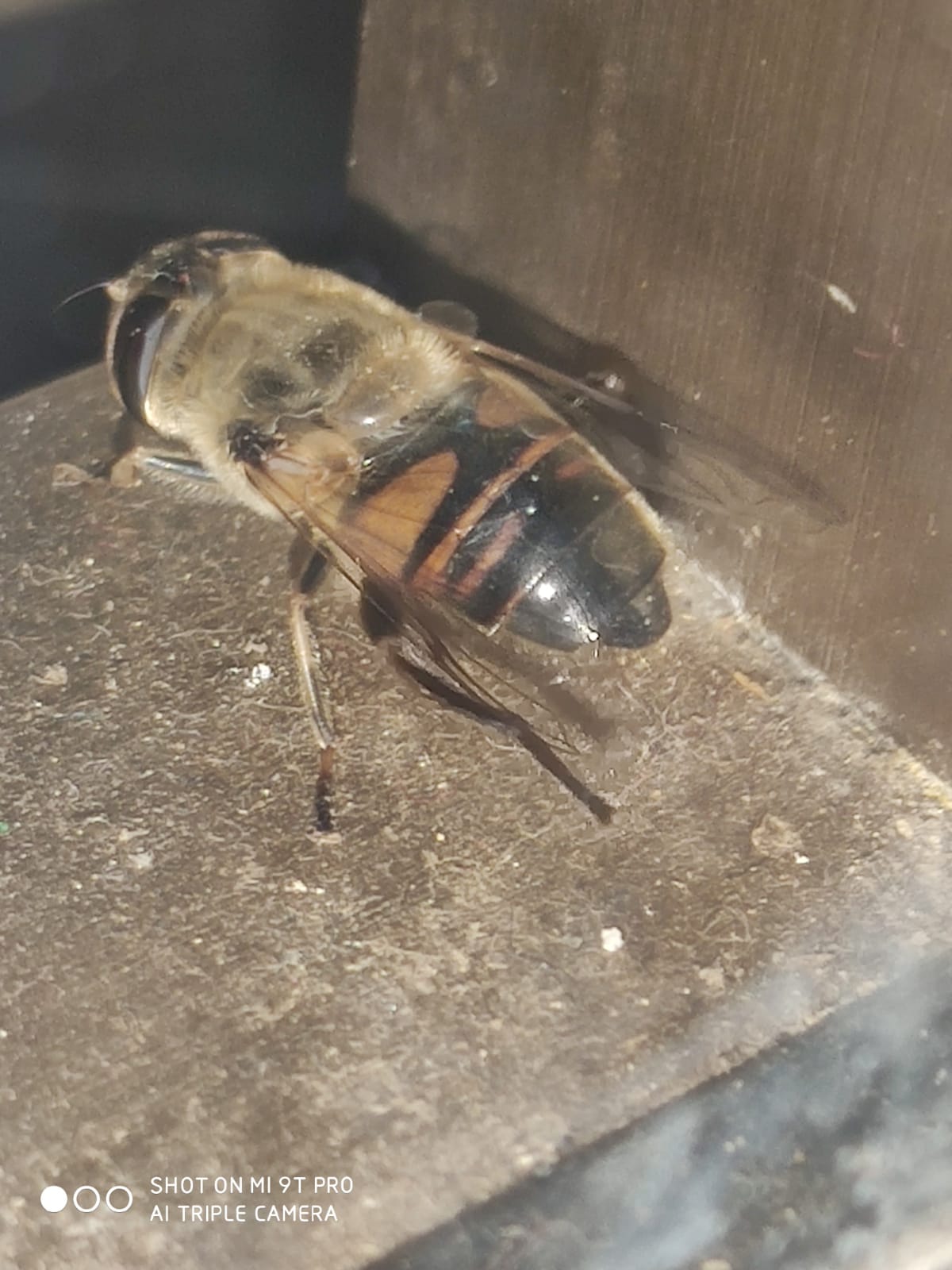 Syrphidae: Eristalis tenax (cfr.)