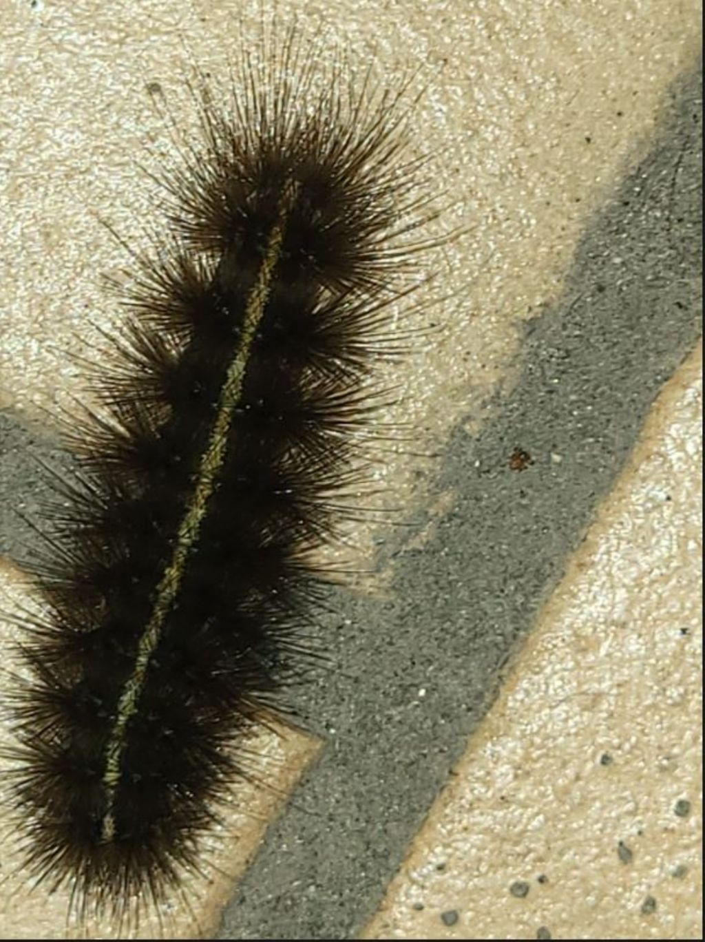 Strano Bruco Nero