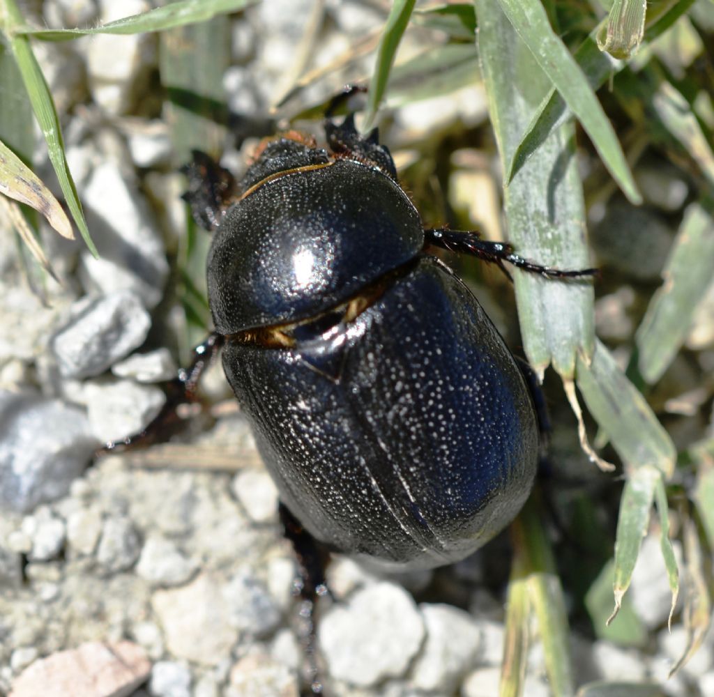 Pentodon bidens punctatum, Dynastidae