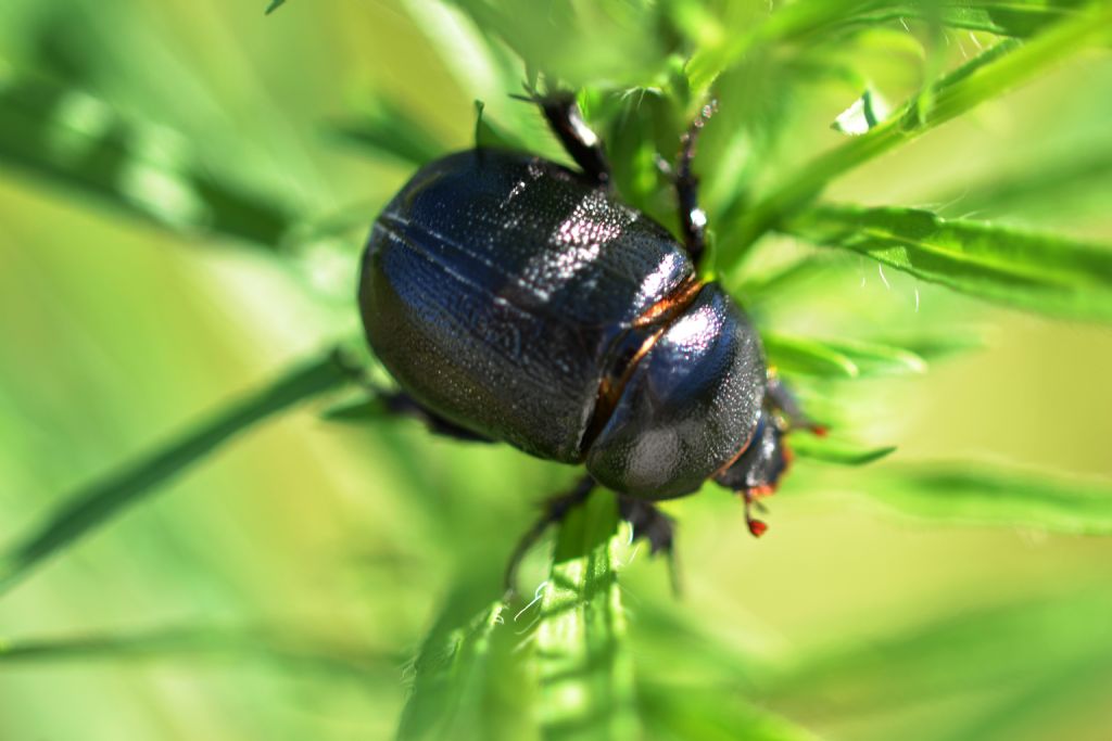 Pentodon bidens punctatum, Dynastidae