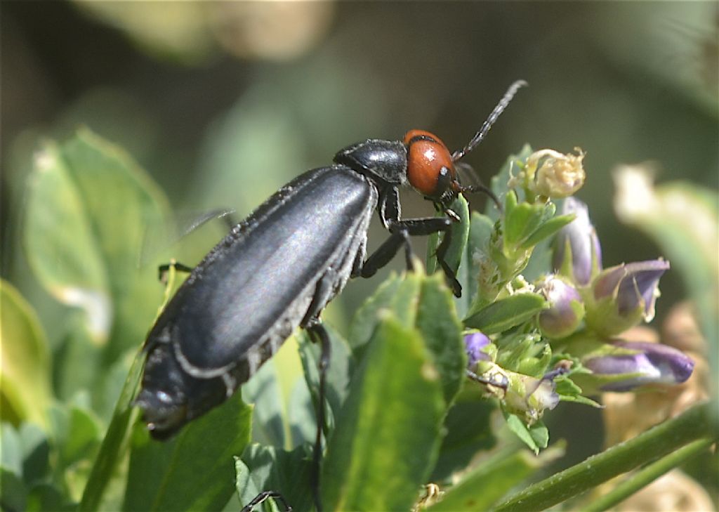 Meloidae - Epicauta rufidorsum