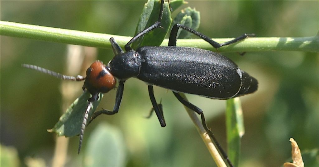 Meloidae - Epicauta rufidorsum