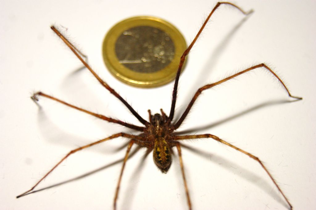 Agelenidae:  Tegenaria parietina?   S, maschio  - Massa Lombarda (RA)