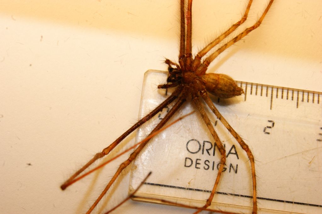 Agelenidae:  Tegenaria parietina?   S, maschio  - Massa Lombarda (RA)