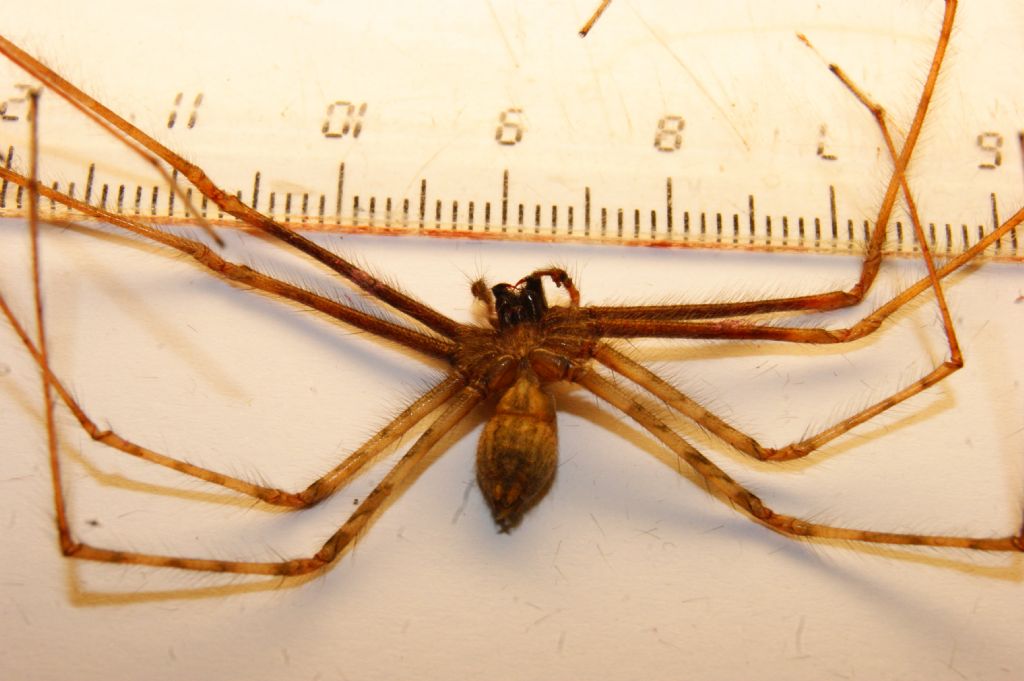 Agelenidae:  Tegenaria parietina?   S, maschio  - Massa Lombarda (RA)