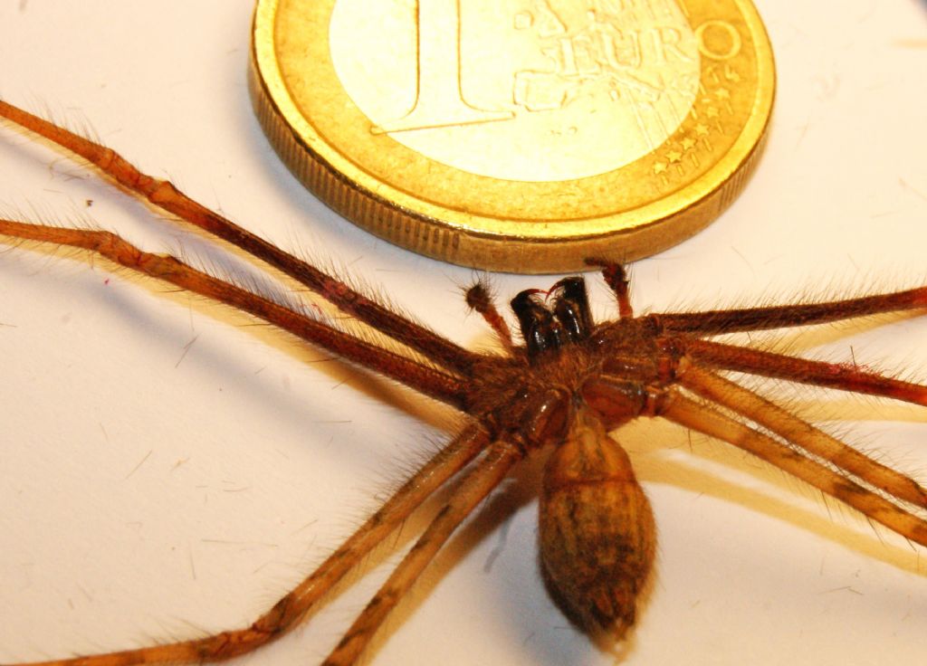Agelenidae:  Tegenaria parietina?   S, maschio  - Massa Lombarda (RA)