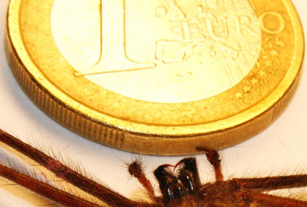 Agelenidae:  Tegenaria parietina?   S, maschio  - Massa Lombarda (RA)