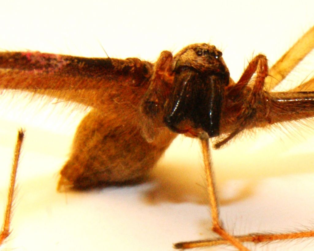 Agelenidae:  Tegenaria parietina?   S, maschio  - Massa Lombarda (RA)