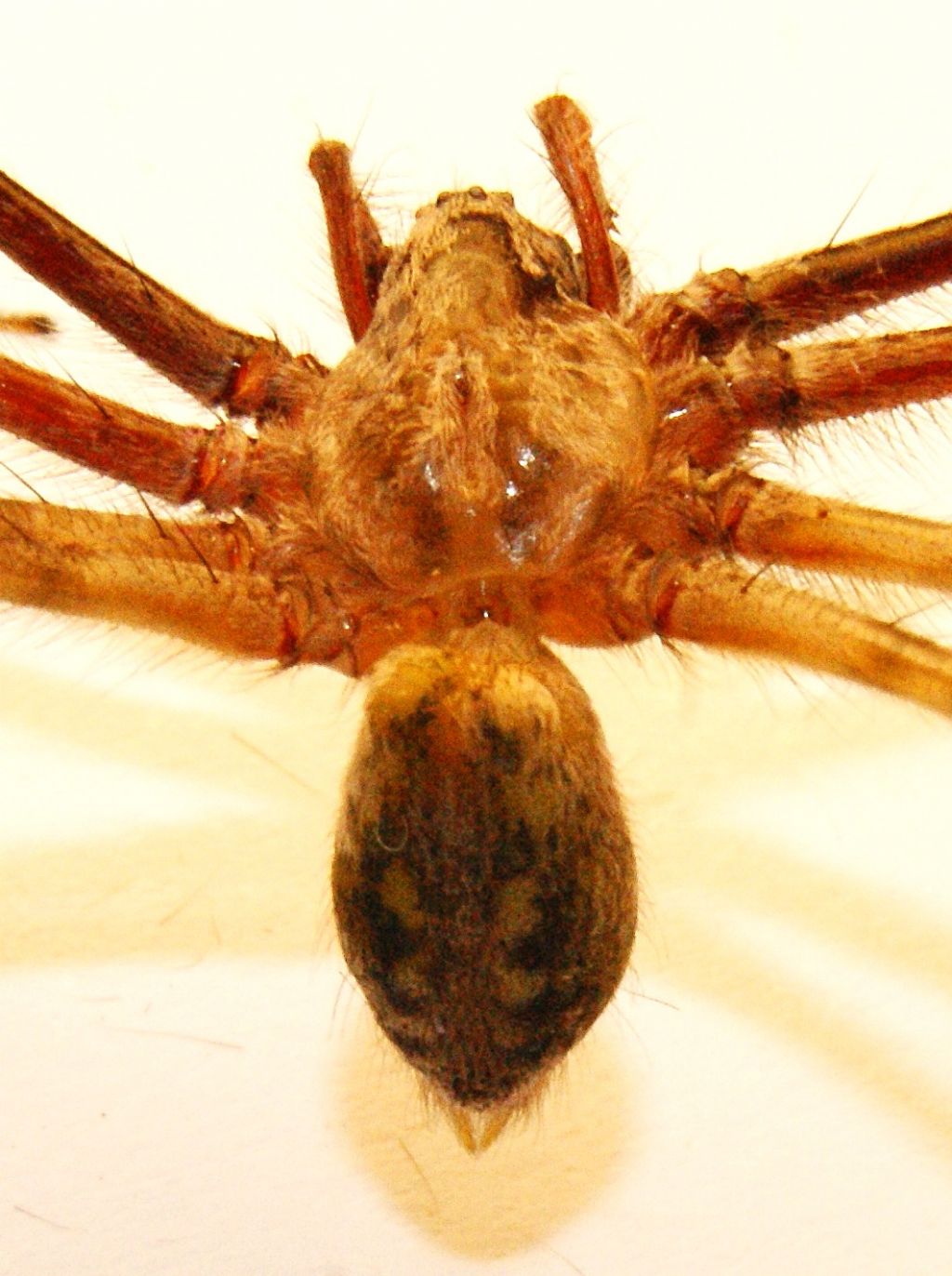 Agelenidae:  Tegenaria parietina?   S, maschio  - Massa Lombarda (RA)