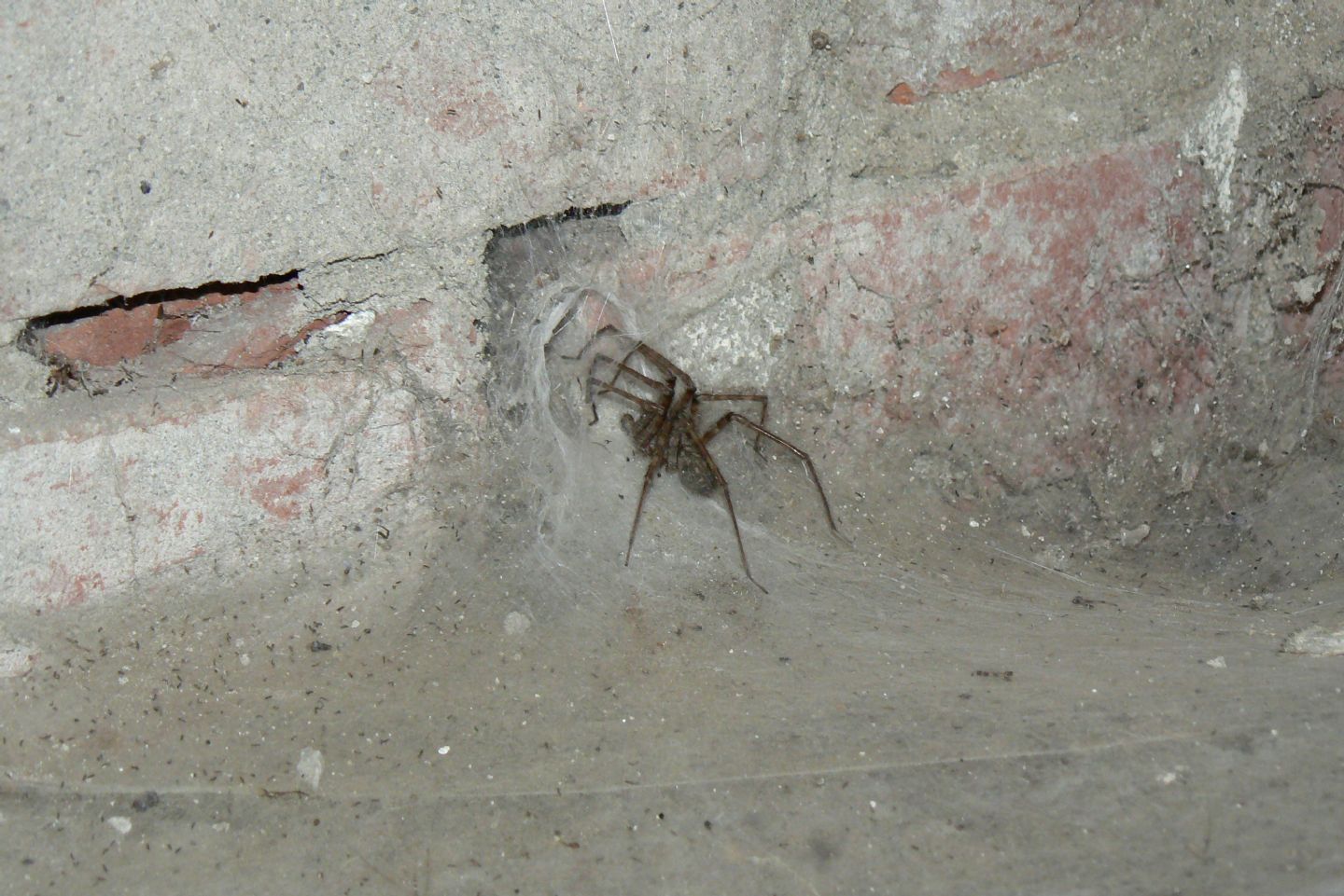 Agelenidae:  Tegenaria parietina?   S, maschio  - Massa Lombarda (RA)
