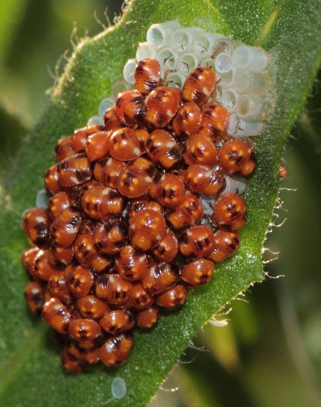 Determinare specie di Pentatomidae! uova appena schiuse