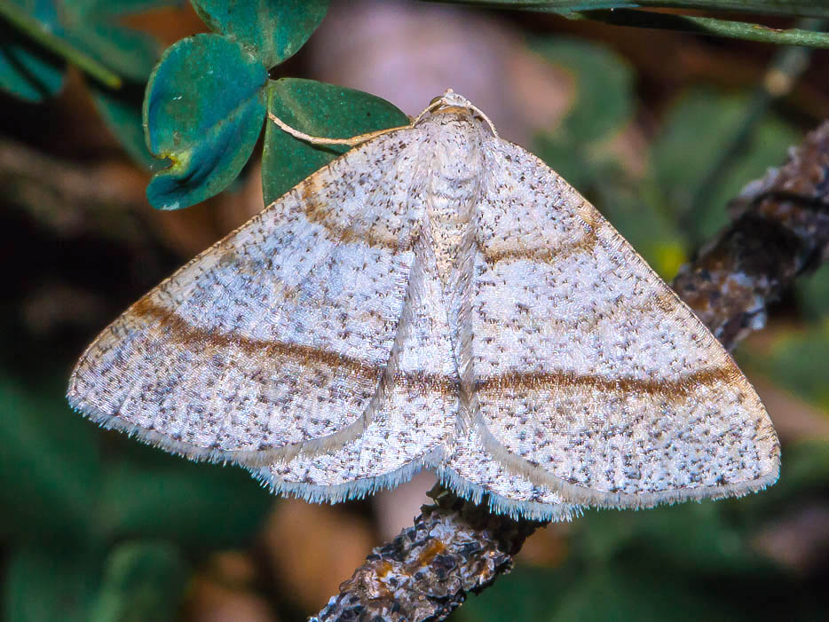 Geometridae - Itame sparsaria