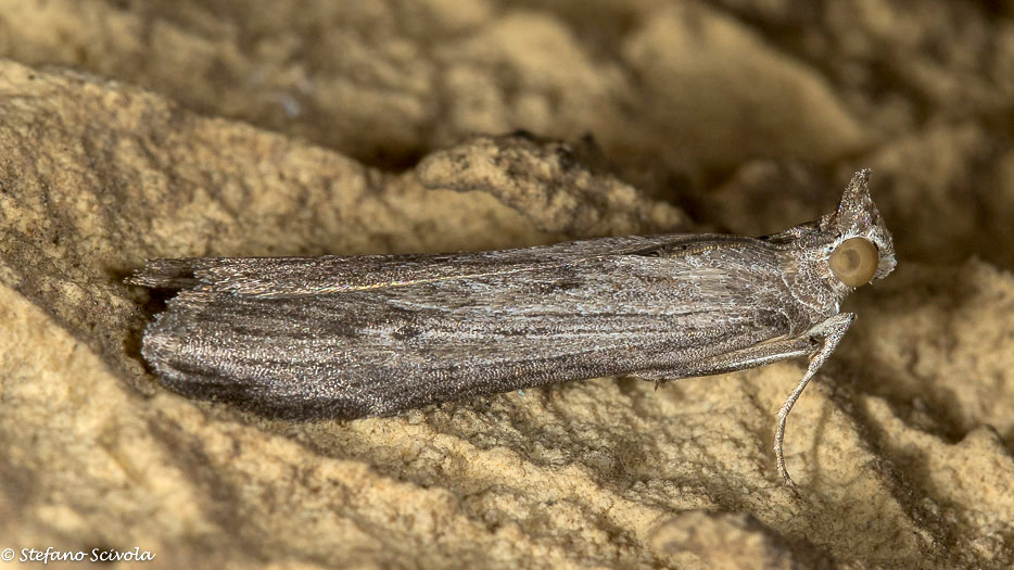 Pyralidae da confermare. Epischnia prodromella