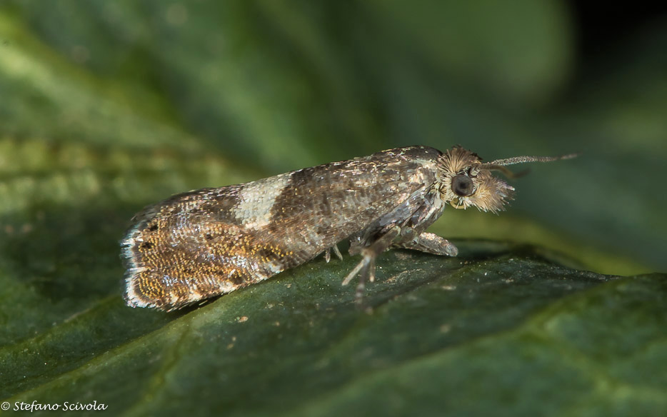 Tortricidae da id. - Dichrorampha sequella