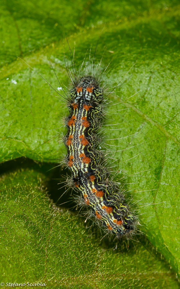 Aiuto id. larva - Lithosia quadra, Erebidae