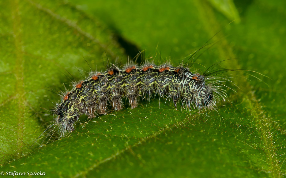 Aiuto id. larva - Lithosia quadra, Erebidae
