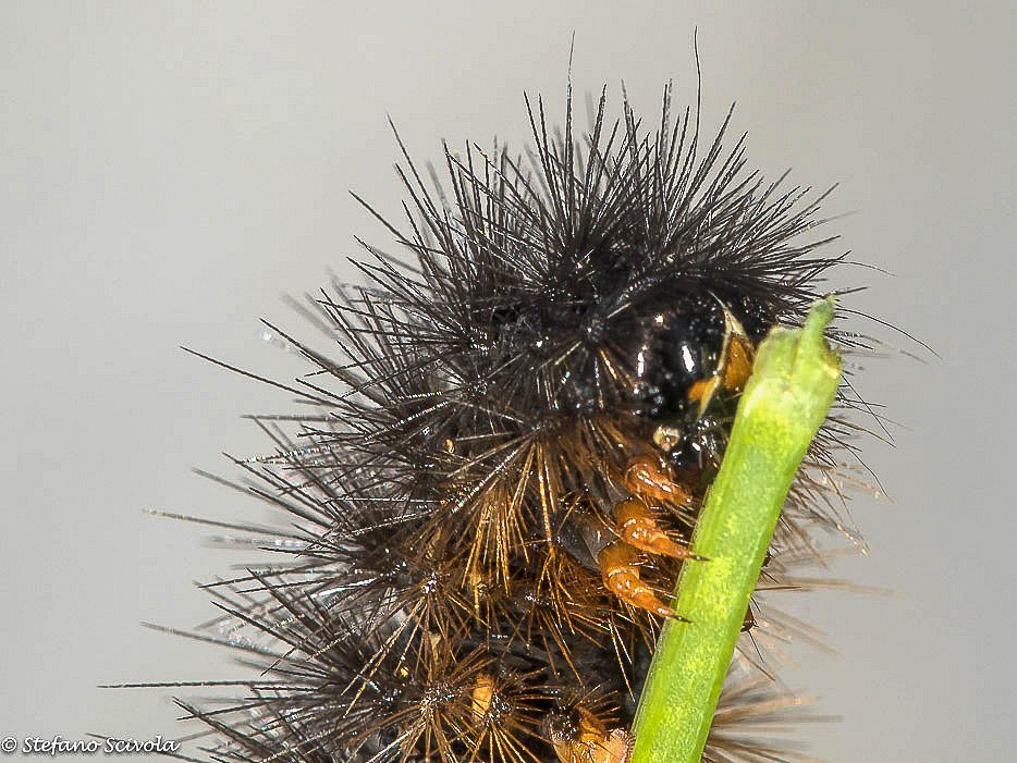 Aiuto id. larva - Chelis maculosa, Erebidae Arctiinae