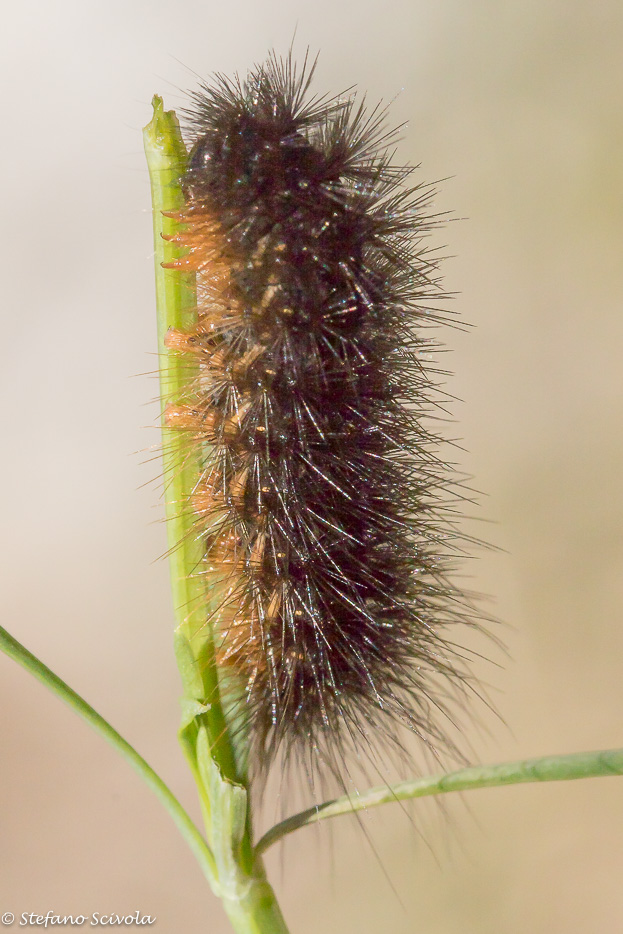 Aiuto id. larva - Chelis maculosa, Erebidae Arctiinae