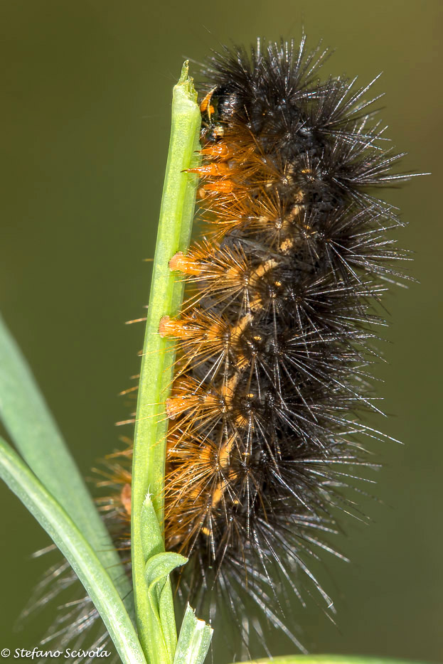 Aiuto id. larva - Chelis maculosa, Erebidae Arctiinae