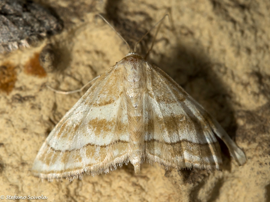 Idaea circuitaria - Geometridae