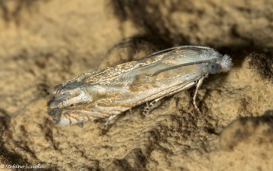 Tortricidae da confermare - Eucosma albidulana