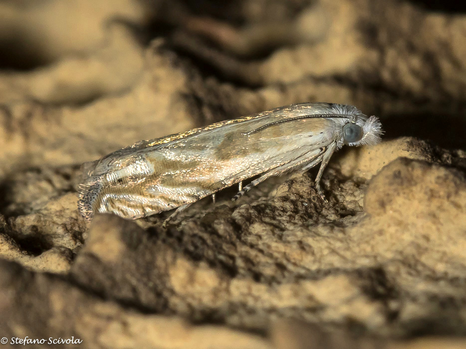 Tortricidae da confermare - Eucosma albidulana