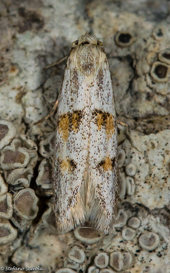 Symmocoides oxybiella - Autostichidae