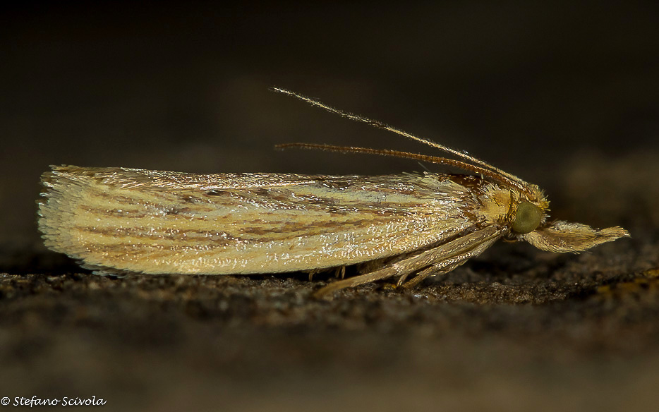 Pyralidae da confermare - Ematheudes punctella