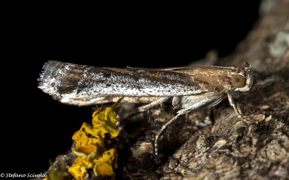 Pyralidae da confermare. Pempeliella sororiella