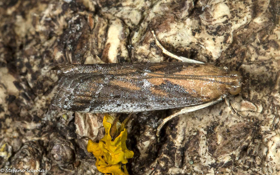 Pyralidae da confermare. Pempeliella sororiella