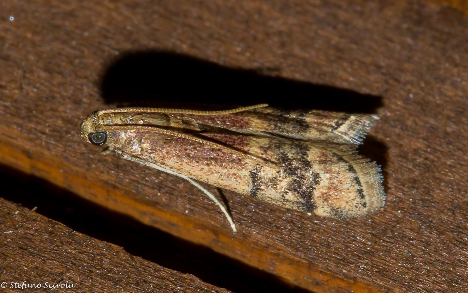 Pyralidae da id.- Euzopherodes charlottae