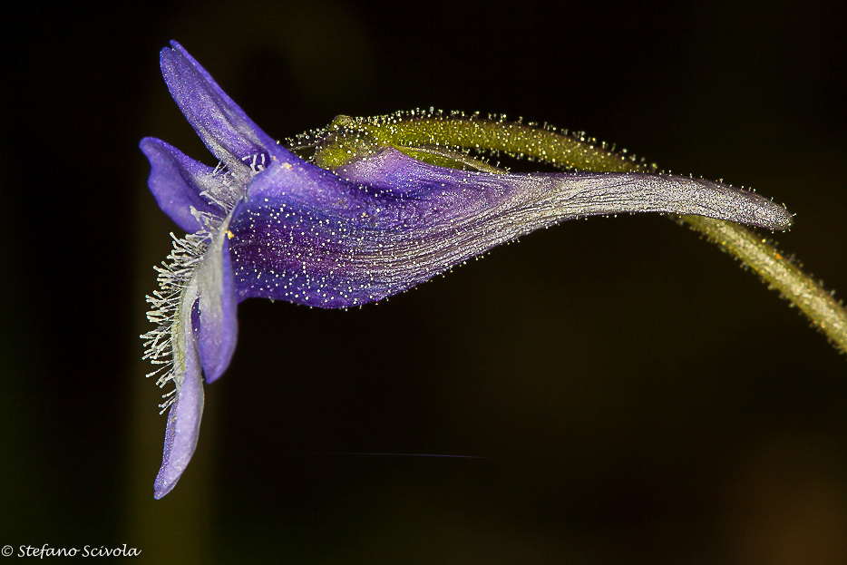 Pinguicula vulgaris subsp. ernica / Pinguicola dei Monti Ernici