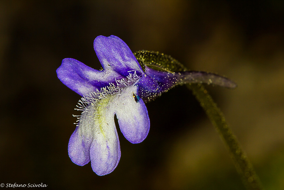 Pinguicula vulgaris subsp. ernica / Pinguicola dei Monti Ernici