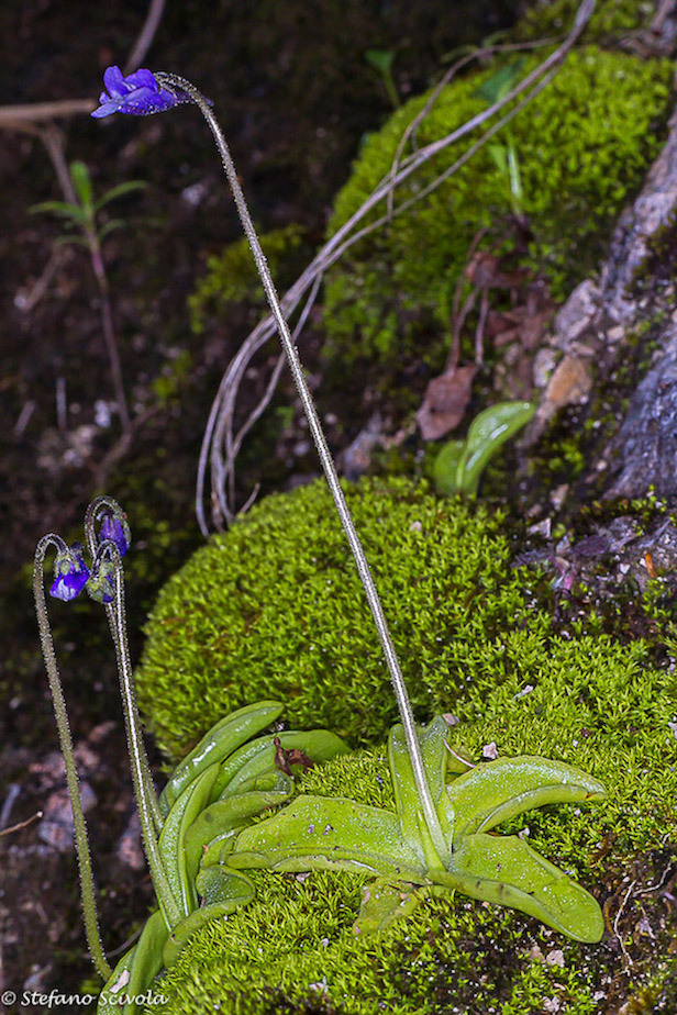Pinguicula vulgaris subsp. ernica / Pinguicola dei Monti Ernici