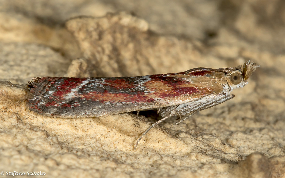 Ancylosis cinnamomella - Pyralidae