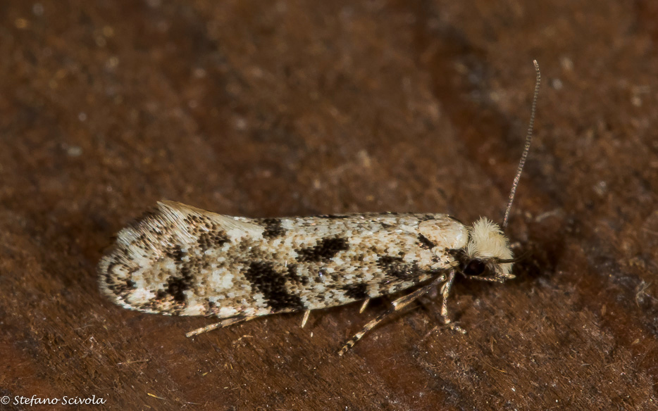 aiuto id Micro.  Nemapogon variatella-Tineidae