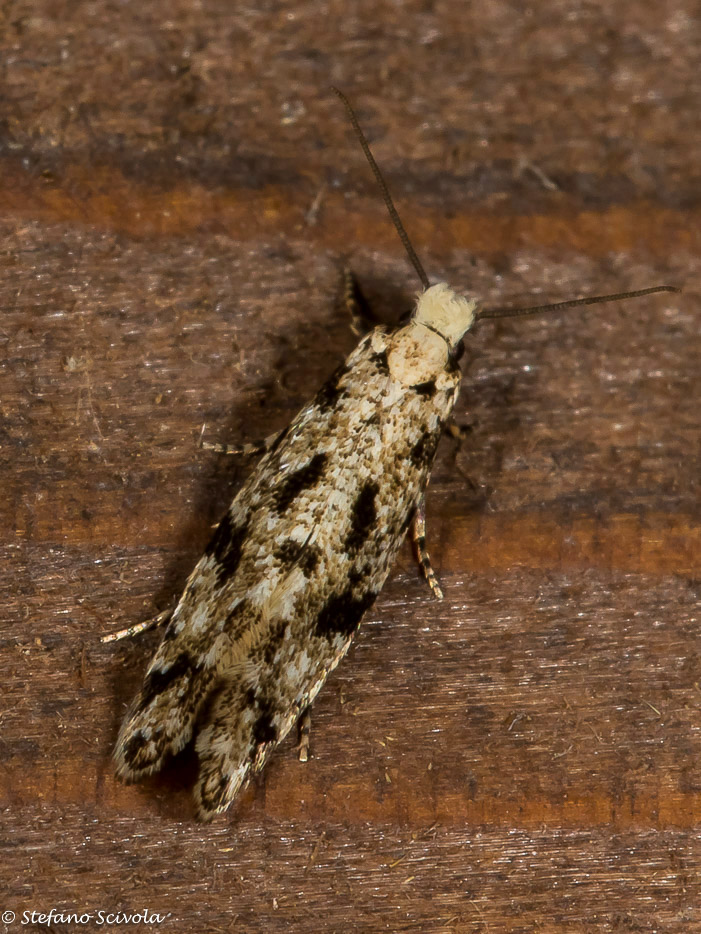 aiuto id Micro.  Nemapogon variatella-Tineidae