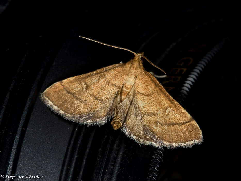 Crambidae da confermare - Metasia olbienalis