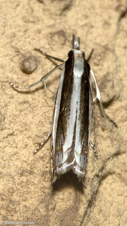 Angustalius malacellus (Crambidae)
