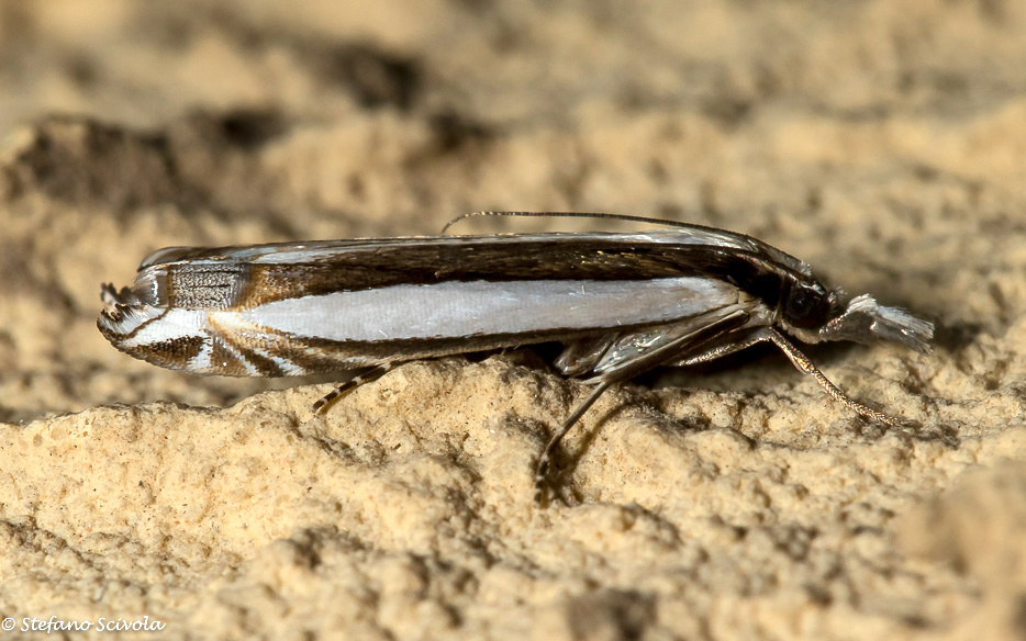 Angustalius malacellus (Crambidae)