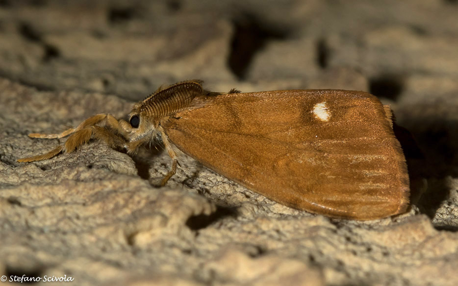 Orgyia antiquoides? No, Orgyia antiqua, Erebidae Lymantriinae