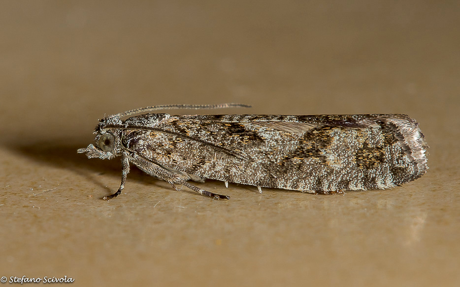 Zeiraphera griseana - Tortricidae