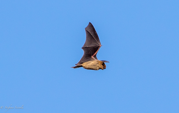 Aiuto identificazione chirottero