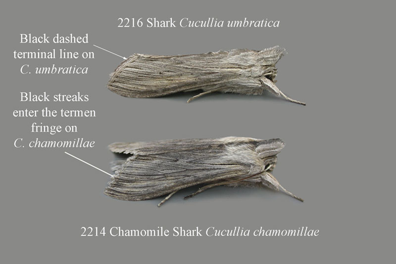 Noctuidae - Cucullia cfr. chamomillae