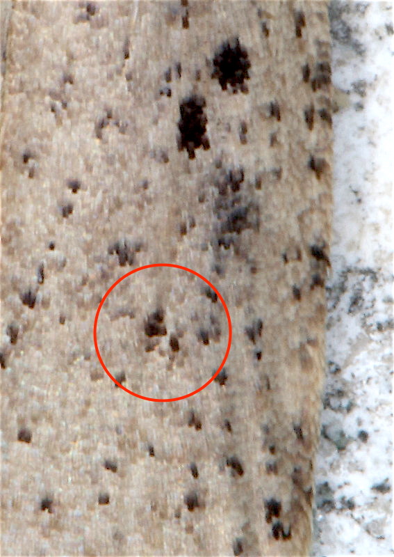 Aiuto id. Elachistidae - Agonopterix yeatiana