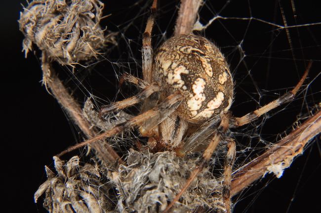 Neoscona byzanthina - Avezzano (AQ)