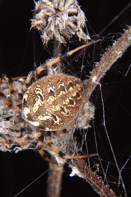 Neoscona byzanthina - Avezzano (AQ)
