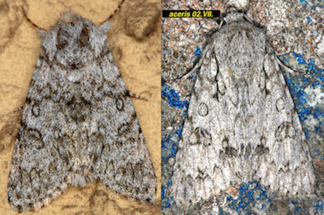 Noctuidae - Acronicta (Viminia) euphorbiae